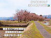 「南魚沼の穴場の桜スポット！かまくら桜ヶ丘公園の桜のトンネル。」