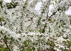 雪柳も満開「4月7日(月)今日営業しています！」