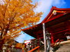 善光寺大本願別院「🍁紅葉の様子Vol.2🍁【戸倉上山田温泉　有田屋旅館　長野県　紅葉旅】」