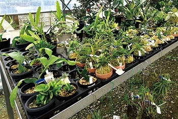 緑花木市場　観葉植物