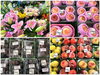 「新鮮な夏野菜などをお値うち価格で販売していま～す」