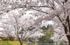 成田市の桜の名所 お花見スポット情報 成田の四季特集 まいぷれ 成田 印西 成田市の桜の名所 お花見スポット情報 成田の四季特集 まいぷれ 成田 印西
