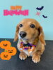 「お友達♡ Dog salon mofu mofu 余市町」