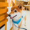 まるちゃん「今日のお友達」