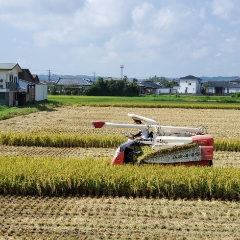 稲刈り「新富あまざけ稲倉　原料米コシヒカリ収穫」