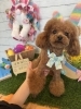 トイプードル カット「ðŸ¶ãƒˆã‚¤ãƒ—ãƒ¼ãƒ‰ãƒ«ã€æŸ´çЬã€ãƒˆãƒªãƒŸãƒ³ã‚°ã®ãŠå‹é”ðŸ£ã€