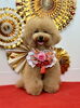 とわくん「Happy New Year」