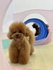 くまくん「ましゅまろ幼稚園🐾」