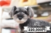 シュナウザー「子犬のご紹介(^^♪」