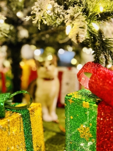 和心村の冬物語: クリスマスツリーと猫たちの幸せ「和心村の冬物語: クリスマスツリーと猫たちの幸せな時間」