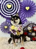 ニコちゃん「2026 わんことお正月🎍」