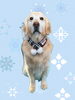 「Dog salon mofu mofu　余市町」