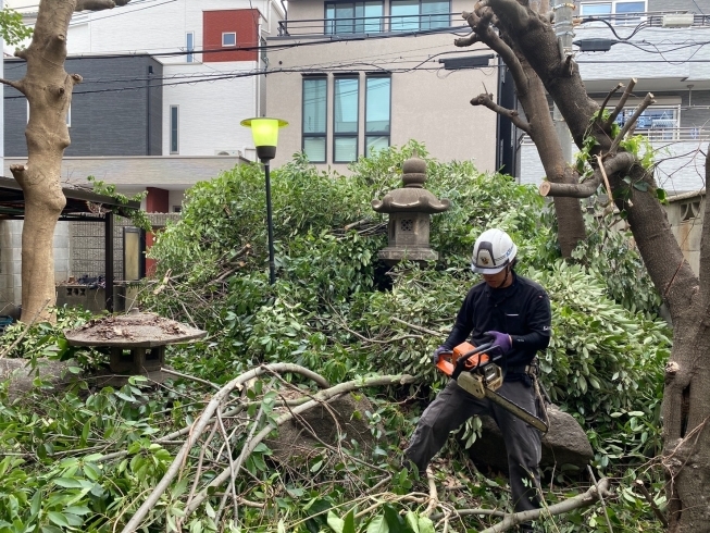 ✨トゲにも負けず ✨虫にも負けず✨「♪お庭の育ちすぎた植栽の伐採工事です♪」