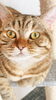 愛猫　メイです❤️「くるみ割り人形行ってきました（＾ω＾）」