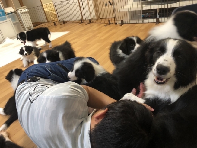 「ボーダーコリーの仔犬」