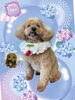 「Dog salon mofu mofu　余市町」