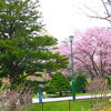 ➋豊平館の桜「桜を見に、中島公園へ行ってきました！」