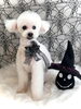 ライムくん／プードル　シニアさん「Happy Halloween (^-^)」