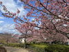 「魚魚の宿　3/6(木) 河津桜🌸」