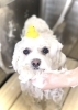 泡パック浸透中〜　♡「わんこと鯉のぼり　^ - ^」