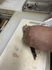 確かな技術で魚介を捌く臨場感「本日入荷の新鮮な魚をまるごと味わえるおすすめ料理」