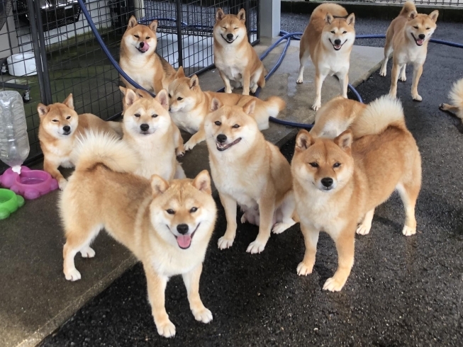 盗難 行う 毎月 豆 し ば 犬 Daijisin Taiou Com 盗難 行う 毎月 豆 し ば 犬 Daijisin Taiou Com