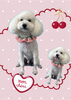 「Dog salon mofu mofu　余市町」