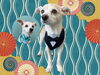 「Dog salon mofu mofu　余市町」