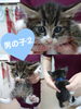 「里親募集のお知らせ〜里親さんが見つかりました〜」