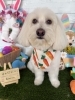 マルポメ　カット「🐶スピッツ、マルポメ、トイプードル、トリミングのお友達🐣」