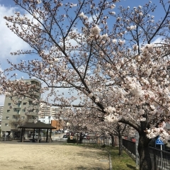 ■桜特集■豊明市　桜ヶ丘公園