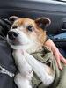 「犬の介護を通して実感した、特別支援教育の知識と経験の力」