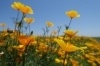 鴻巣の花イベント情報