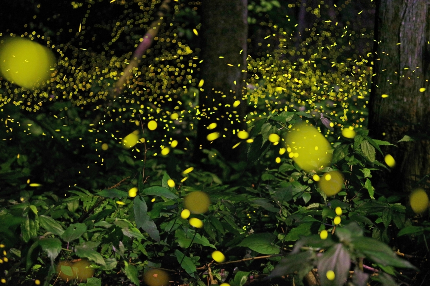 ホタル を見に行こう 21年 初夏 夏のおでかけ情報 まいぷれ 松山 伊予 東温 松前 砥部 ホタル を見に行こう 21年 初夏 夏のおでかけ情報 まいぷれ 松山 伊予 東温 松前 砥部
