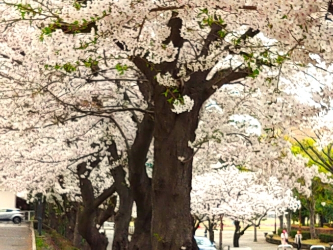 市役所裏通り「しろいのサクラ🌸なう！「パート3」」