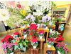 「【越前市】お花屋 ふるーれ・Tさんの観葉植物♪」