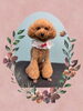 「Dog salon mofu mofu　余市町」
