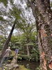 昭和25年の造園「雲嶺庵で日本庭園散策🌿と會津ほまれの利き酒体験🍶」