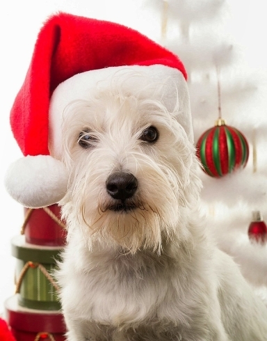 クリスマス犬「メリークリスマス(*^.^*)」