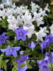 キキョウ「夏の花苗入荷しています❗️」