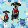 「Dog salon mofu mofu　余市町」