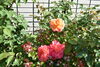 アンネの🌹「ツツジが見頃です！」