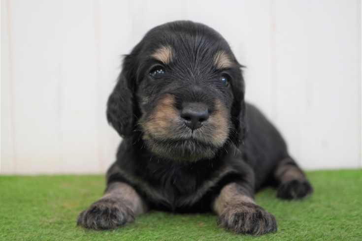 「ミニチュアダックス子犬情報」