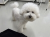 「本日のお客さま♥️ビションフリーゼ【大分市中戸次／ドッグサロン／トリミング】」