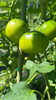 トマト🍅「ビオトープ」