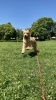 「ご愛犬と信頼関係を築けていますか？　」
