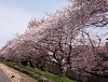 川崎でお花見するならここ 川崎区の桜情報