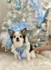 姫ちゃん「2025 Merry Xmas🎄」