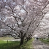 ■桜特集■日進市　ニッシーそよ風ロード