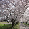 ■桜特集■日進市　ニッシーそよ風ロード